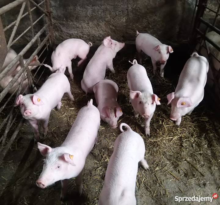 Sprzedam prosięta Marynin