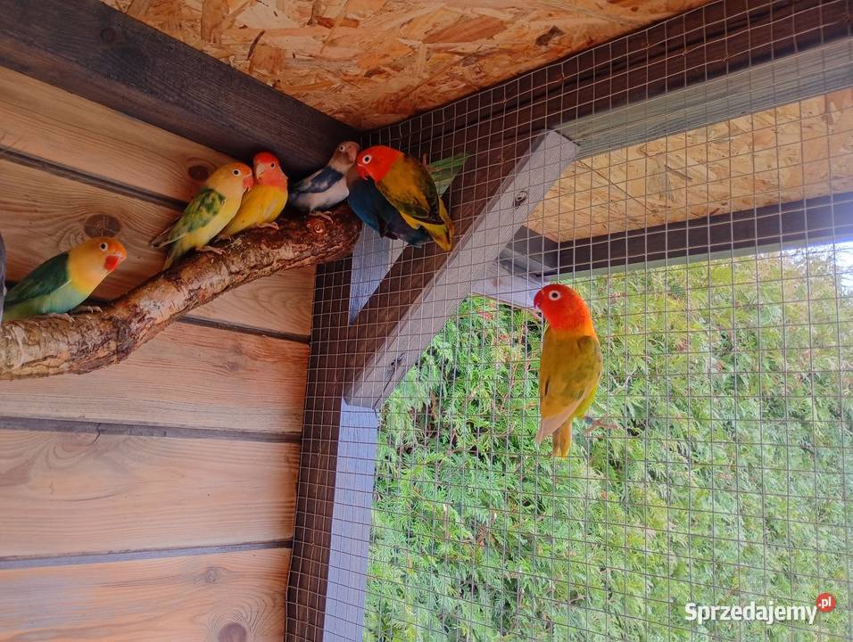 Nierozłączki Zduńska Wola