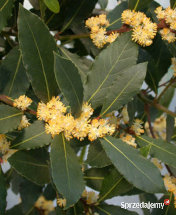 WAWRZYN SZLACHETNY Laurus nobilis NASIONA 18 Lubanie sprzedam