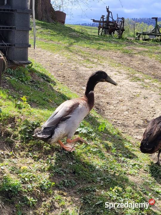 Kaczor biegus indyjski