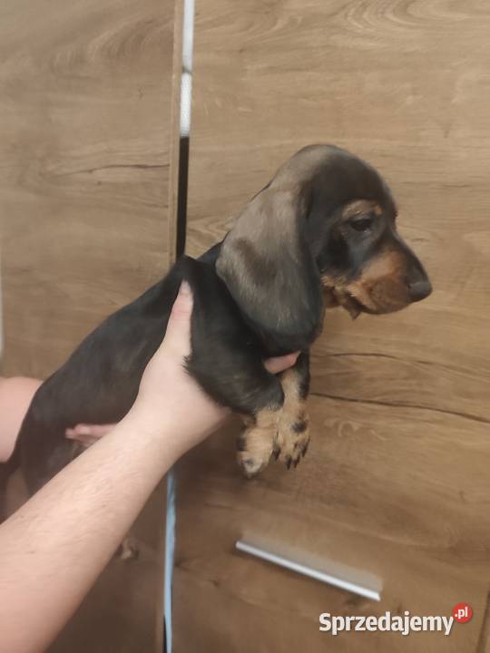 Jamnik szorstkowłosy pies Ciechanów sprzedam