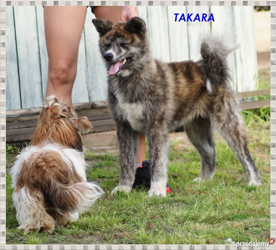 AKITAINU z ROOWOEM FCI CHAMPIONACH