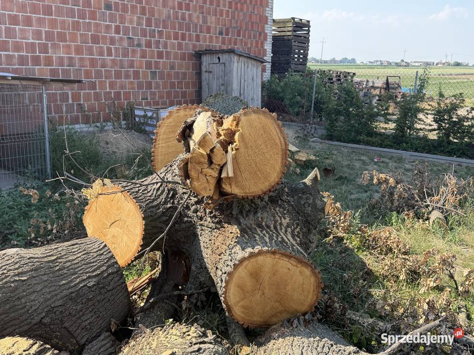Piękna kłoda dębu Góra Świętej Małgorzaty
