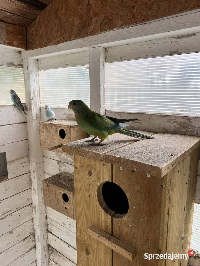 Papuga Barabanda samica Opalenica sprzedam