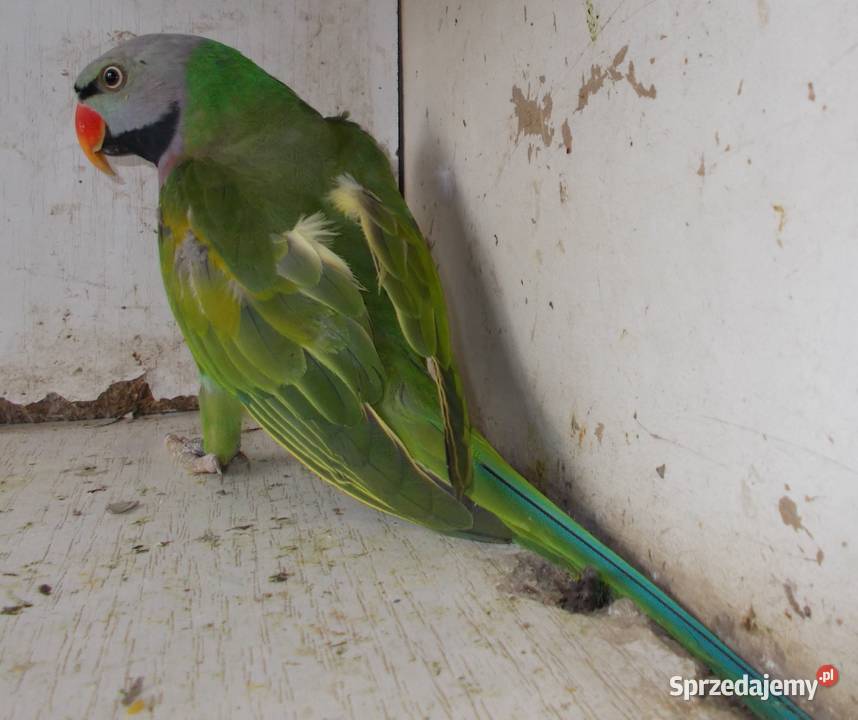 Aleksandretta różowopierśna Ptaki wielkopolskie Kościan