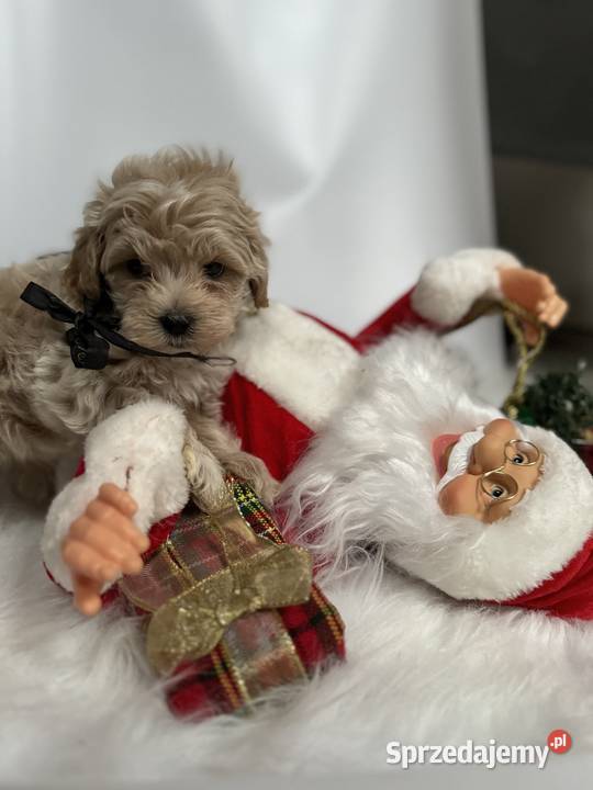 Maltipoo pudel Maltańczyk maltipoorybnik Pozostałe śląskie
