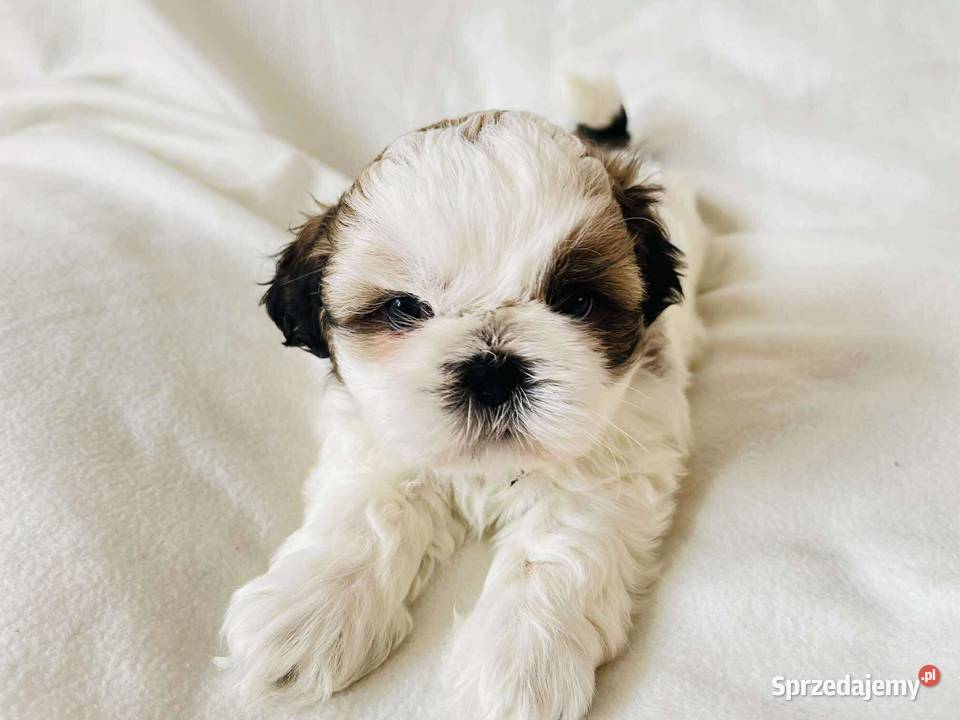Śliczne szczenięta shih Tzu Kaszów sprzedam