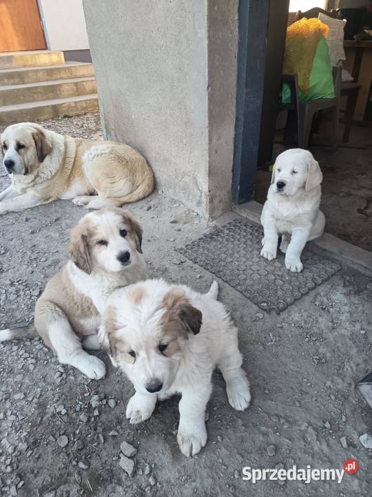 śliczna sunia owczarek środkowoazjatycki Czarnożyły sprzedam