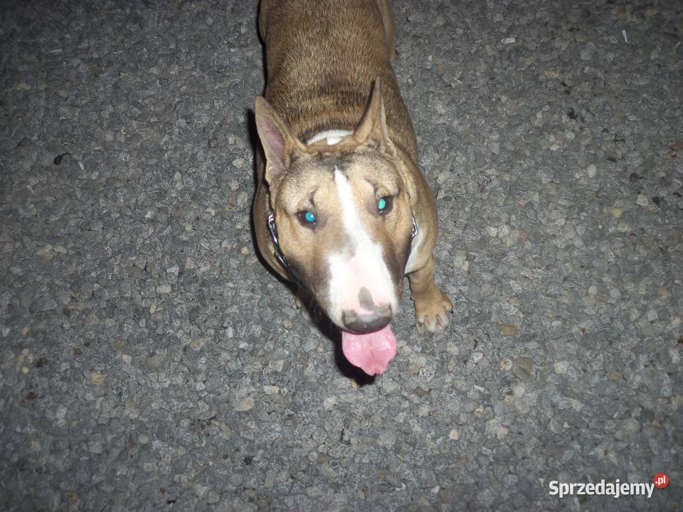 Bulterier reproduktor mazowieckie Radom