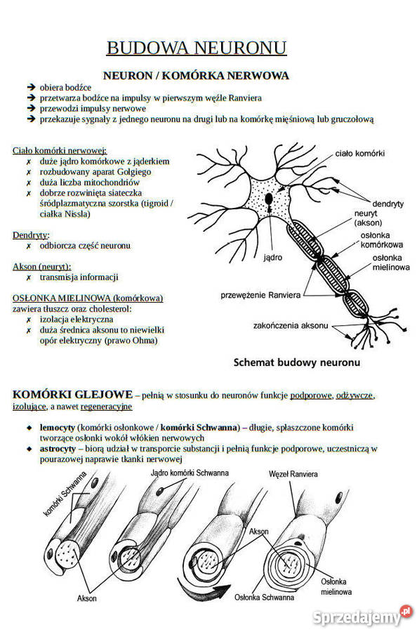 BIOLOGIA Matura Notatki z Biologii