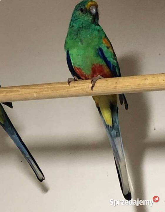 Sprzedam papugi Wodzisław Śląski sprzedam