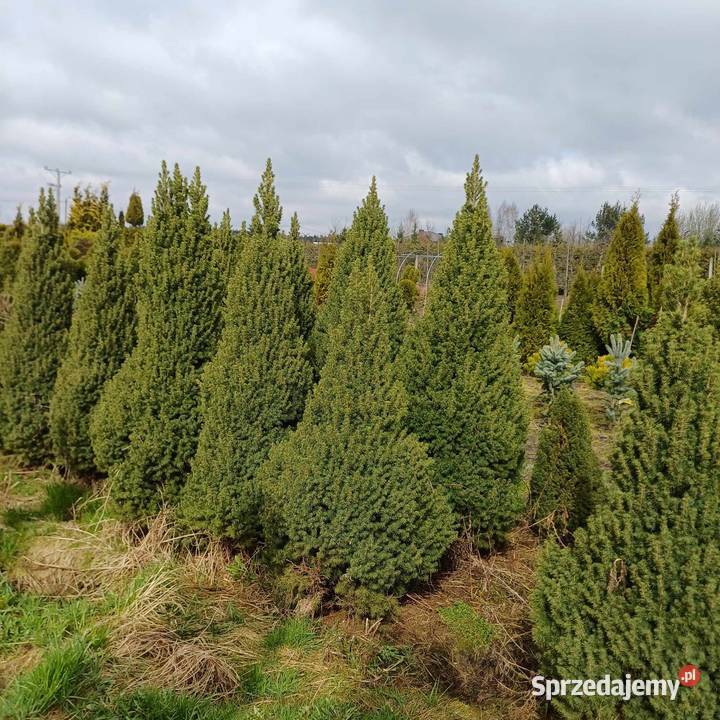 Świerk BiałyConica Picea Glauca balot 180 Detal sprzedam