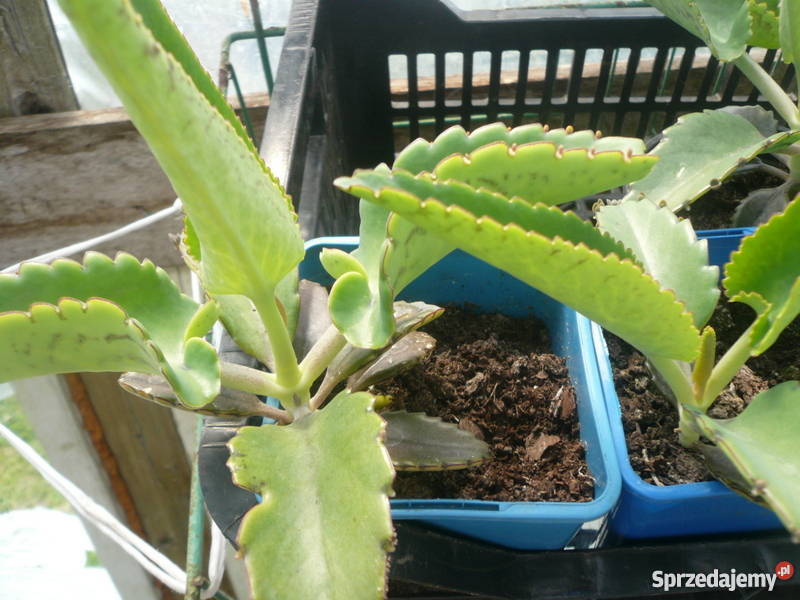 Żyworódka pierzasta lecznicza piękne rośliny eko Rośliny Kołobrzeg