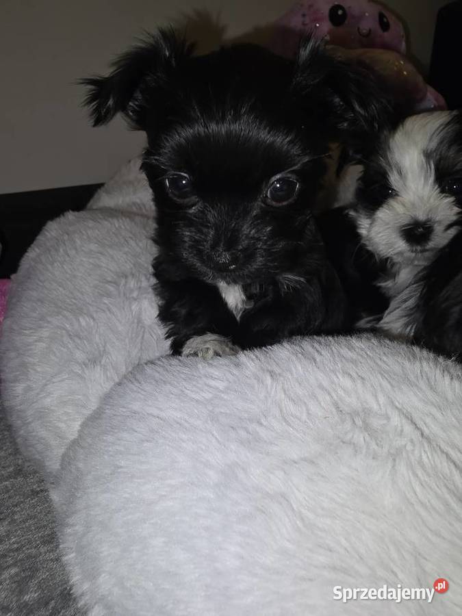 Sliczne pieski i suczki Hybryda YorkMaltańczyk podkarpackie sprzedam