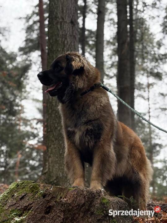 Leonberger suczki Championach FCI Andrychów