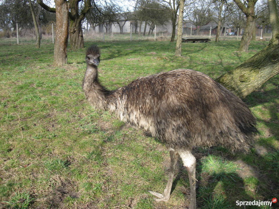 Sprzedam strusia EMU Zakrzówek