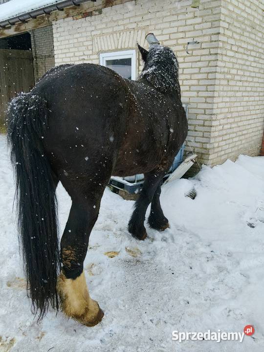 Zrębice klacz koń Majdan Sieniawski