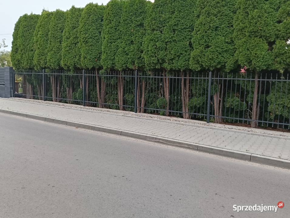 Ogrodnik pełen zakres usług Ostrowiec Świętokrzyski