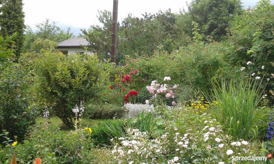 Działka rekreacyjna na ROD Skarbówek Szczecin