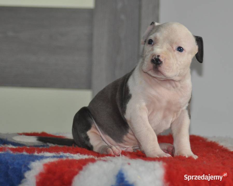 Amstaff zkwp fci BLUE piesek Amstaff śląskie Koziegłowy