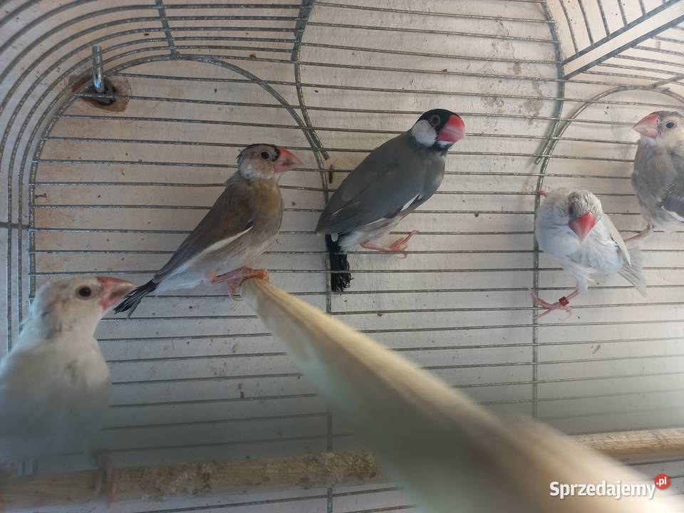 Papugi nierozłączkiryżowce siwe 2025 obrączka Ptaki Faustianka