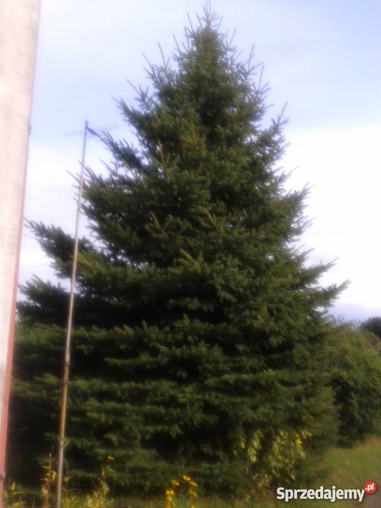 Choinka żywa PRZEPIĘKNA wielkopolskie