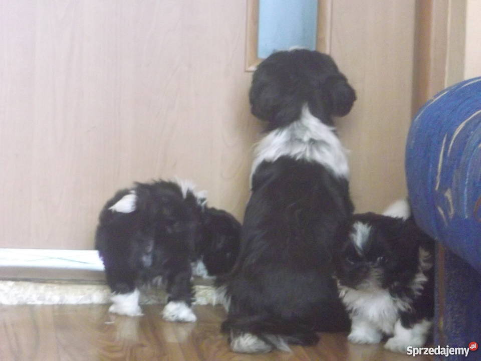 shih tzu Katarzynopole