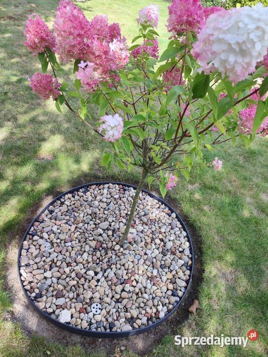 oferuje pomoc w ogrodzie śląskie Pilica prace ogrodowe