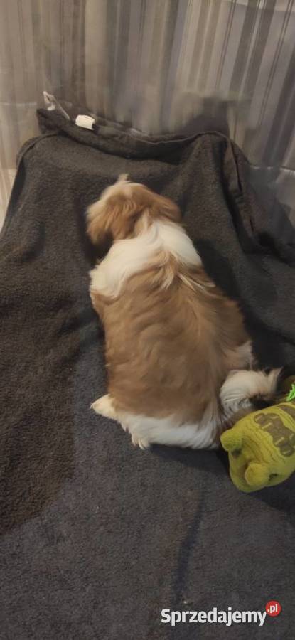Shih Tzu FCi ZKwp Shih Tzu Tuchów