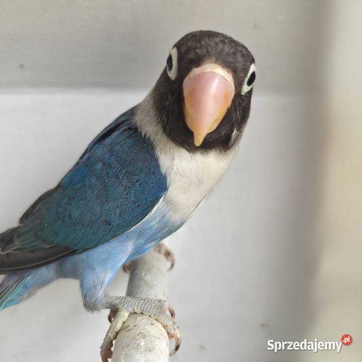 Nierozłączki Czarnogłowe Ptaki Ptaki pomorskie Gdynia