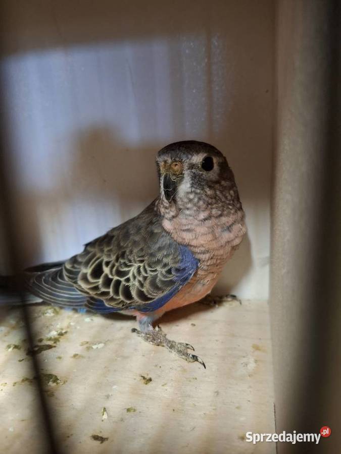 Lilianki samica Starogard Gdański sprzedam