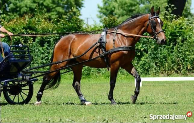 Sprzedam klacz Sp dolnośląskie Dębina