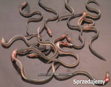 Narybek obsadowy węgorza 2016 materiał Pozostałe Elbląg