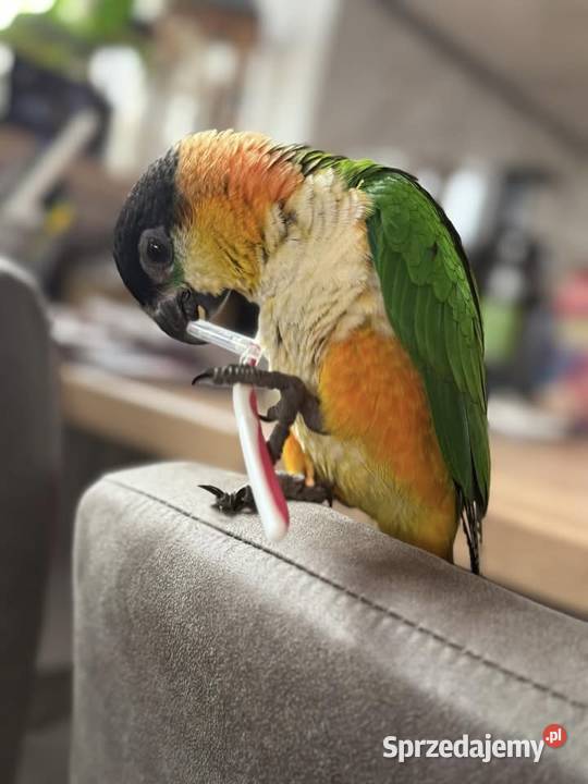 Barwinka ręcznie karmiona śląskie Paniówki