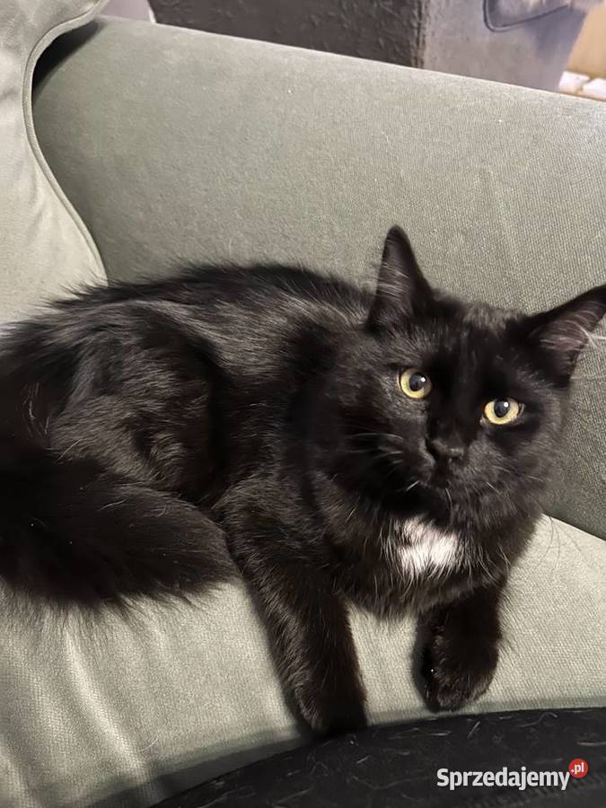 Rodowodowe kotki syberyjskie dolnośląskie