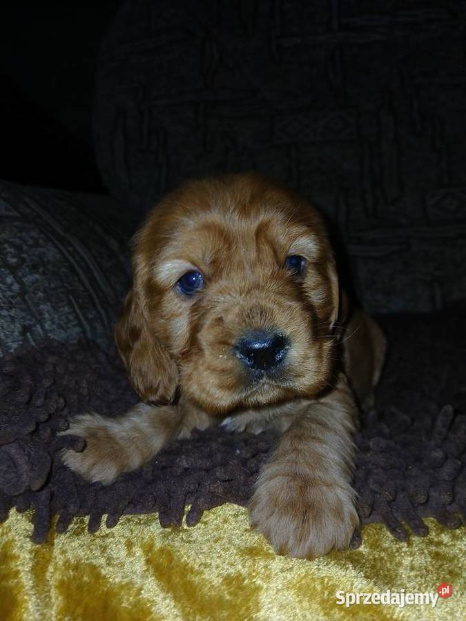 Śliczne Szczenięta Cocker Spaniel Angielski Sieradz