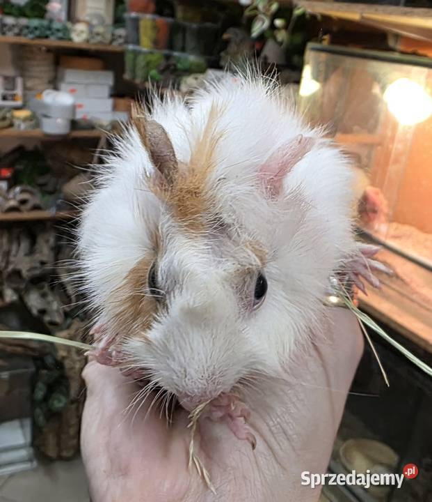 Świnka morska cavia domowa cawia Tarnów sprzedam