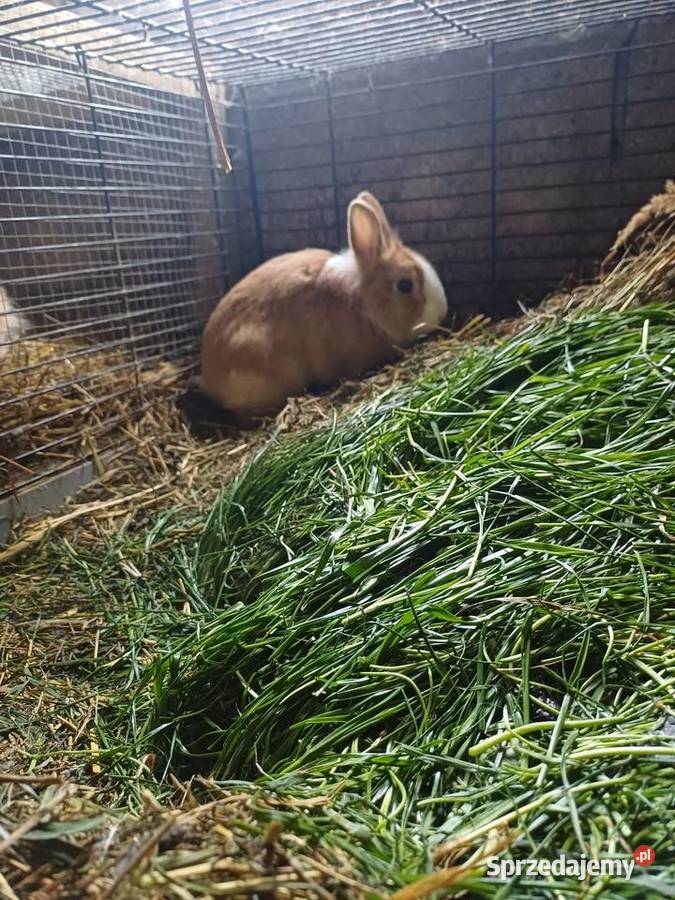 Króliki miniaturki Zamość