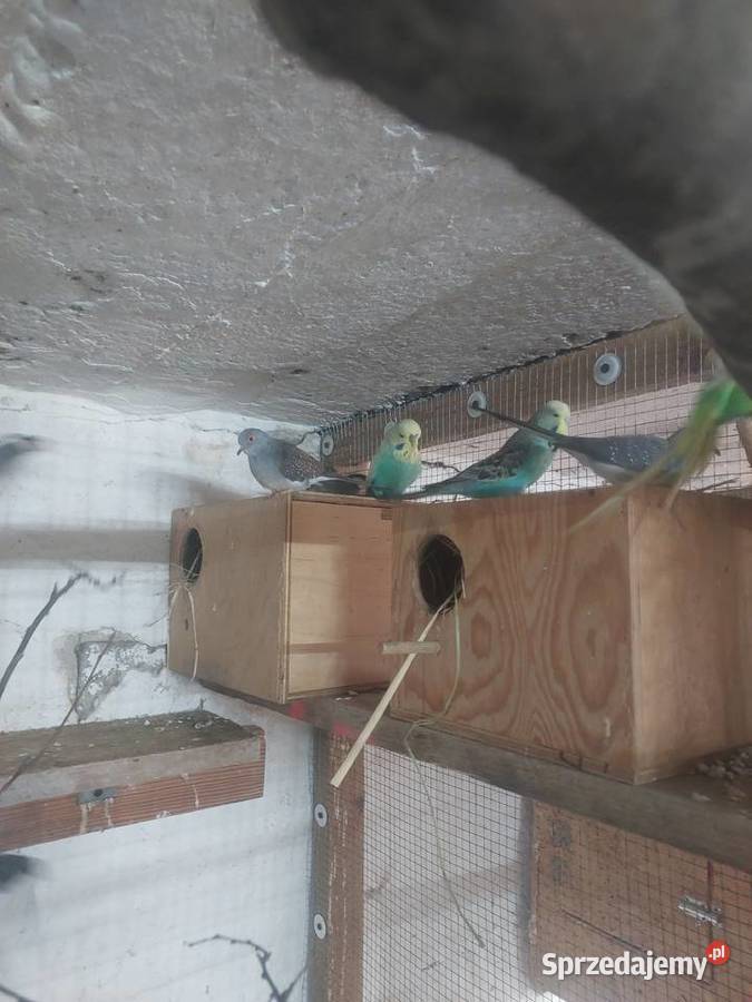 Sprzedam papugi faliste WPF i drobną egzotykę Błaszki