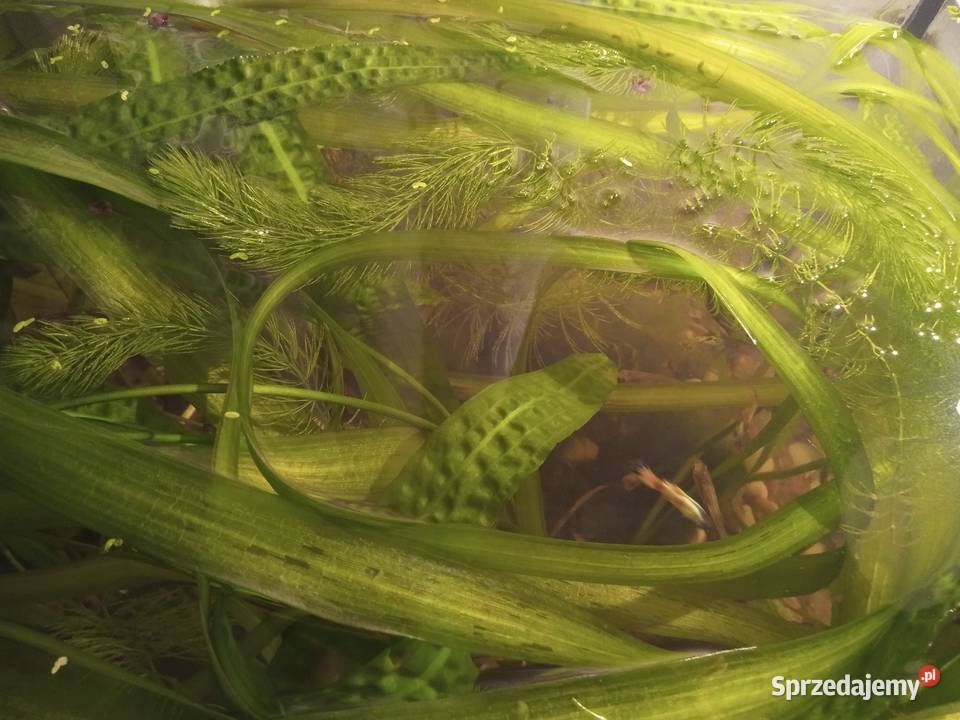Rośliny Nurzaniec szerokiGałęzatka Kryptokoryna Piotrków Trybunalski