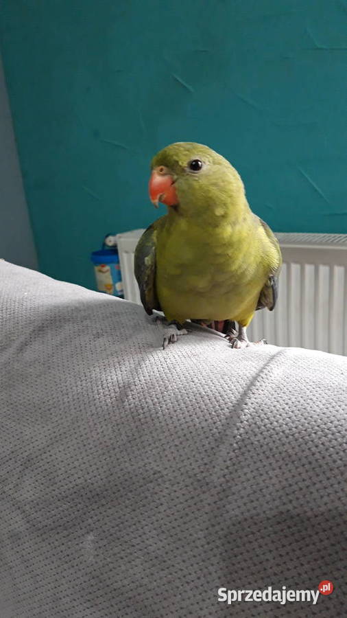 Amanda górska Chorzów