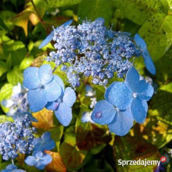 HORTENSJA PIŁKOWANA Blue Deckle sadzonki w kujawsko-pomorskie Ustronie