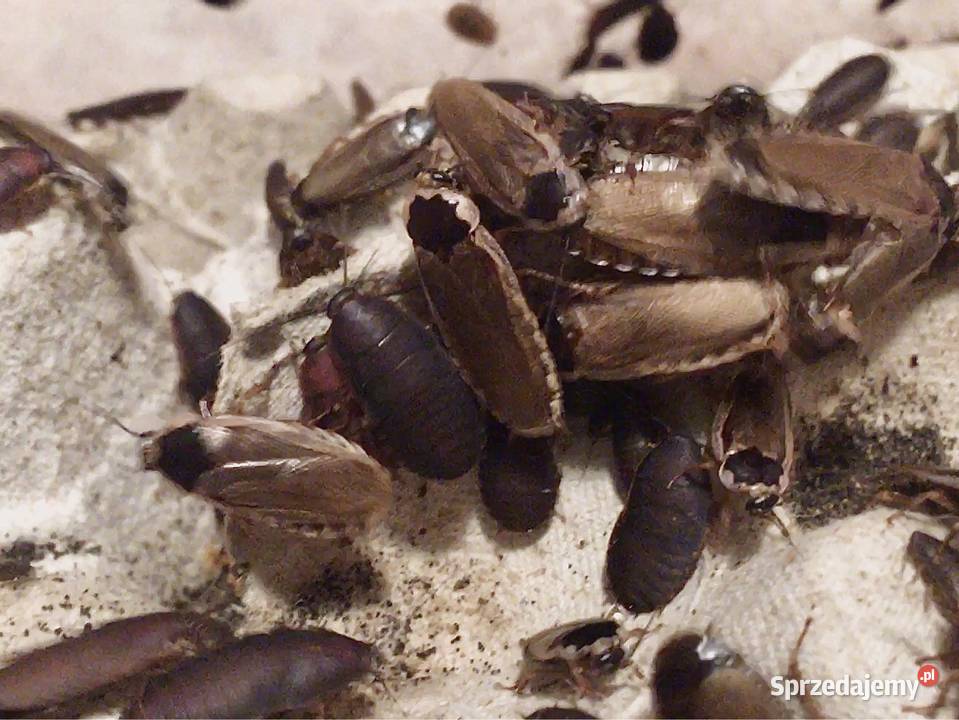 Phoetalia pallida karaczan karmówka Tarnów