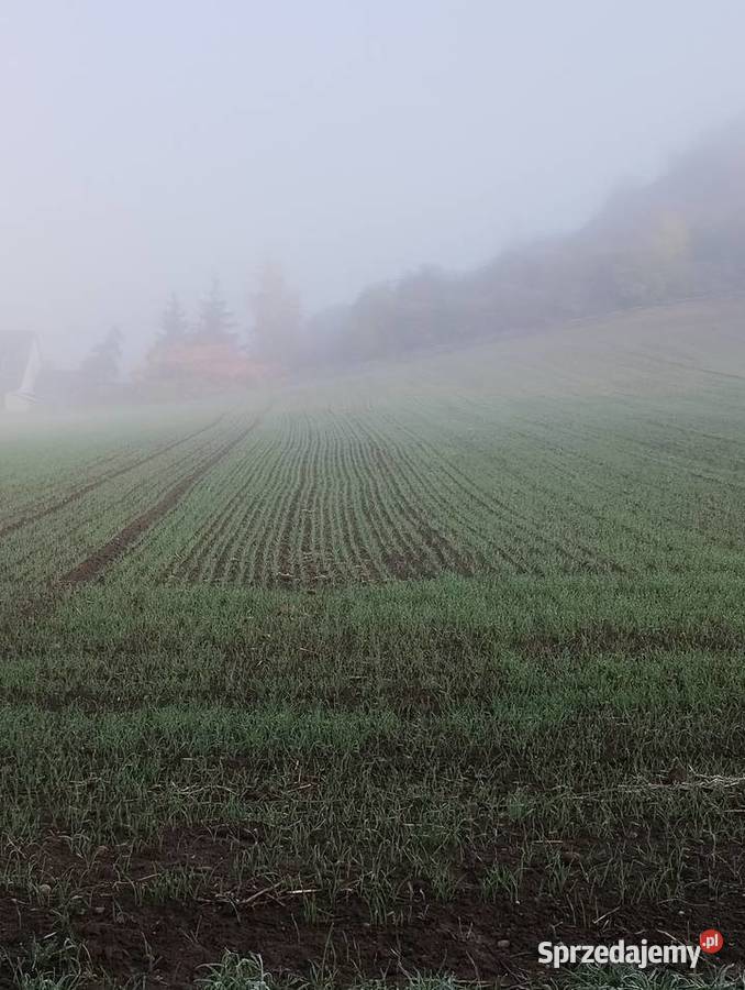 Siewnik do zboża Fiona nabudowany lubuskie Gorzów Wielkopolski