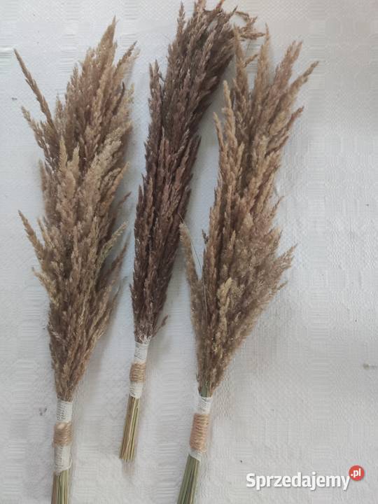 Suszone trawy palemki Kraśnik