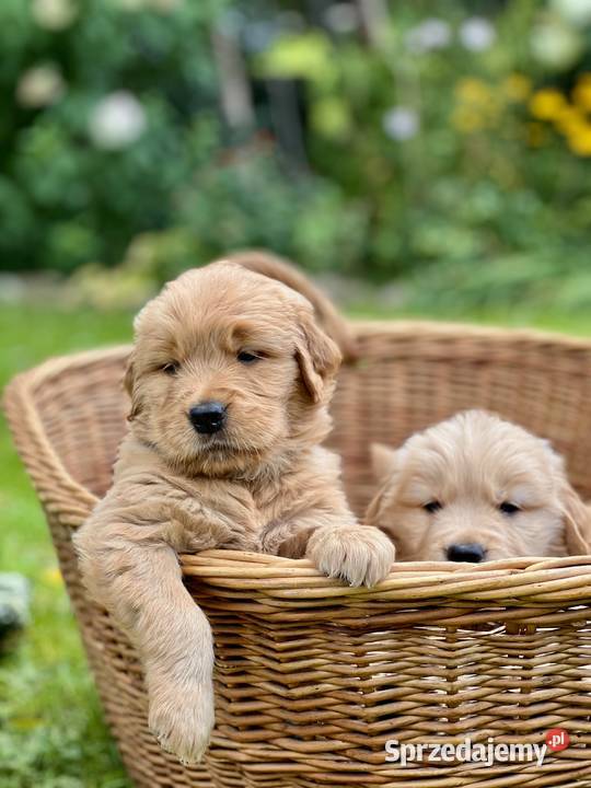 Golden Retriever ZKwP FCI ciemnozłoty linia Żukowo sprzedam