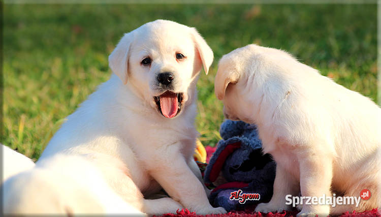 Żółtebiszkoptowe szczenięta rasy Labrador mazowieckie Chynów