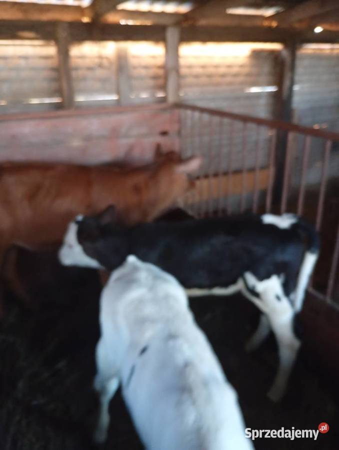 Cielęta do dalszego chowu