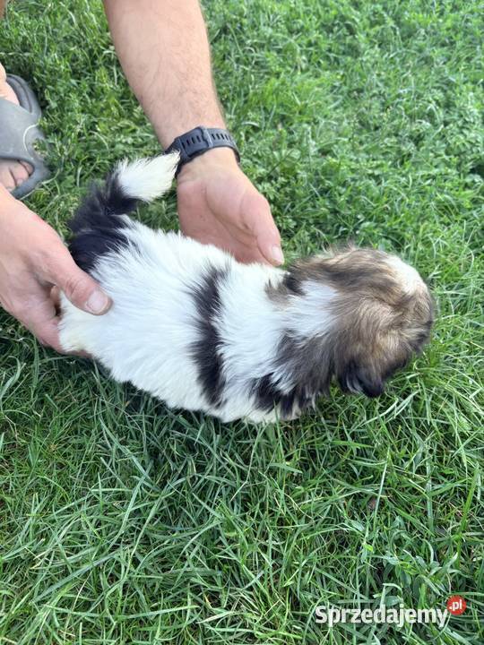Suczka i dwa pieski szczeniaki ShihTzu Zwierzęta lubelskie Bełżyce