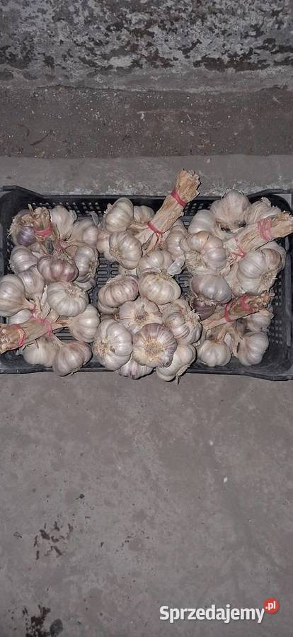 Czosnek harnaś 7 Rośliny okopowe Krzeszówka sprzedam
